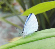 Illustration Domaineducayre.com de A blue butterfly one morning.