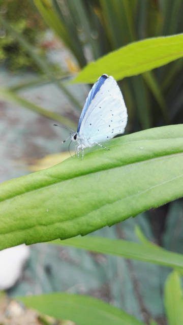 Papillon bleu